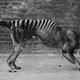 Illustration for article titled Why Tasmanian Tiger Trackers Refuse to Bow to Extinction